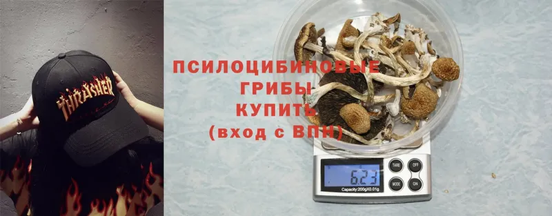 Псилоцибиновые грибы Psilocybine cubensis  Лениногорск 